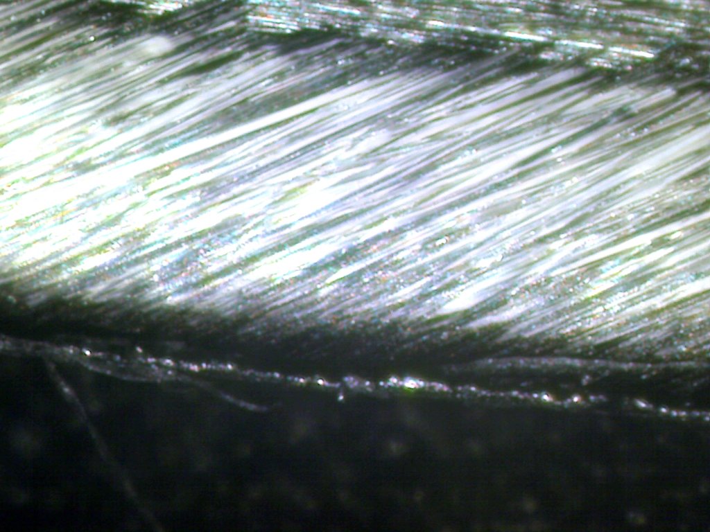 120 DMT Burr formed and flipped.jpg