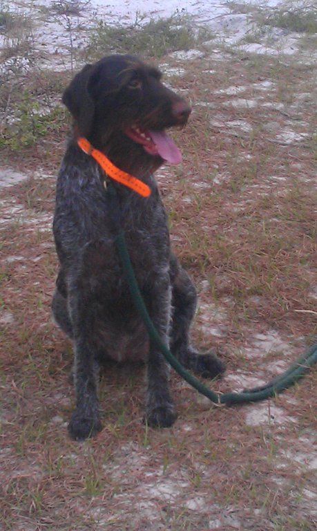 2013 Quail Hunt (Village Idiot).jpg