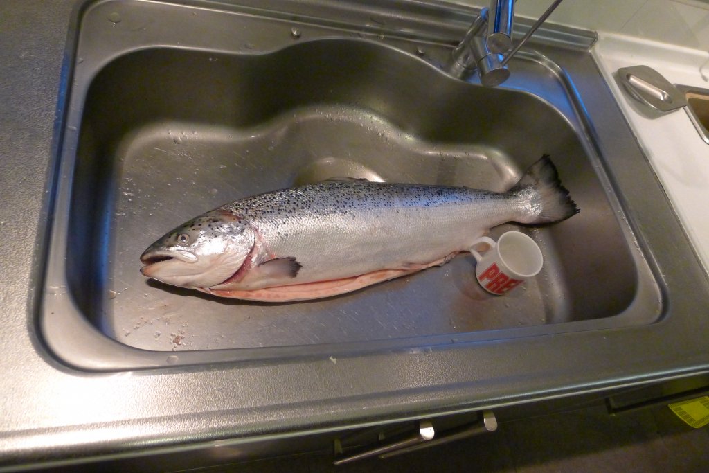 5kg salmon.JPG