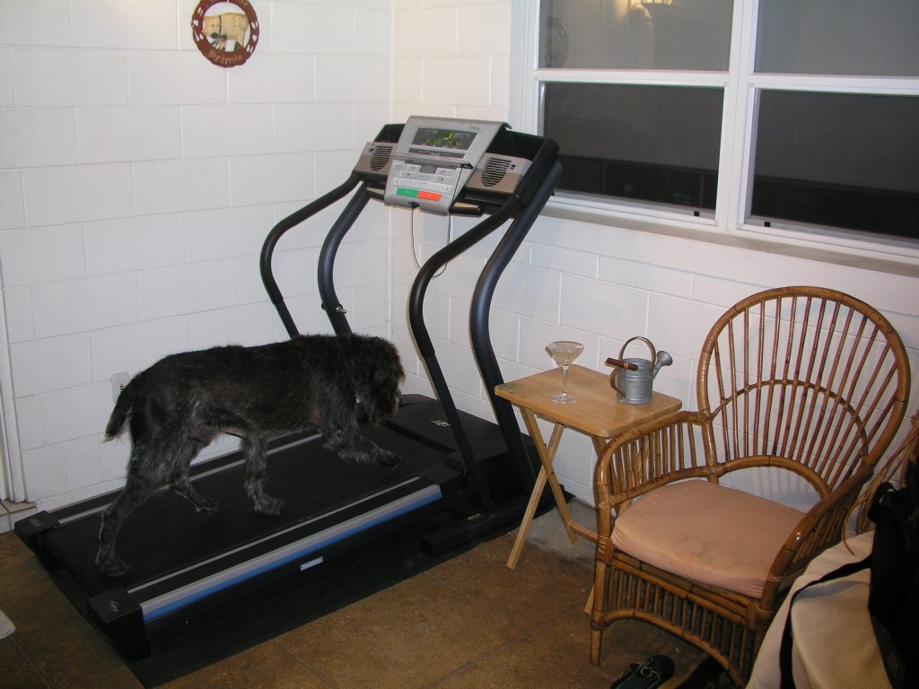 Alex and treadmill 3.JPG