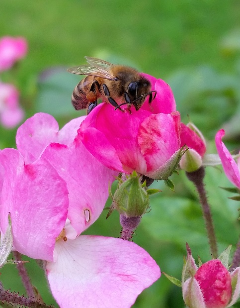 bee.jpg