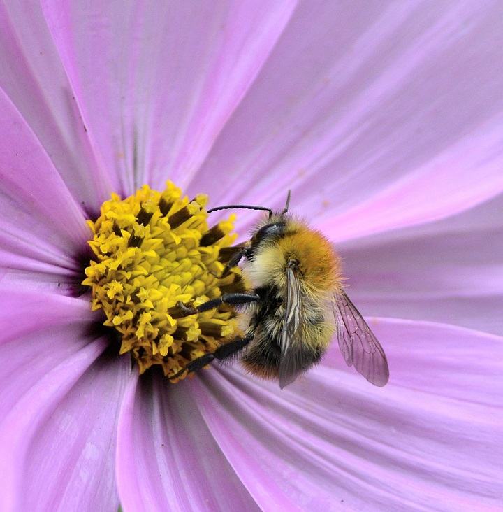 bee10.JPG