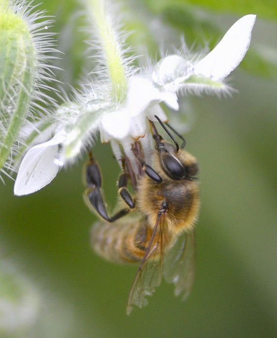 bee14.JPG