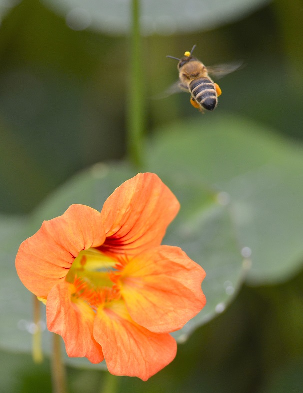 bee16.JPG
