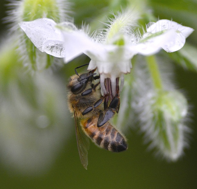 bee20.JPG