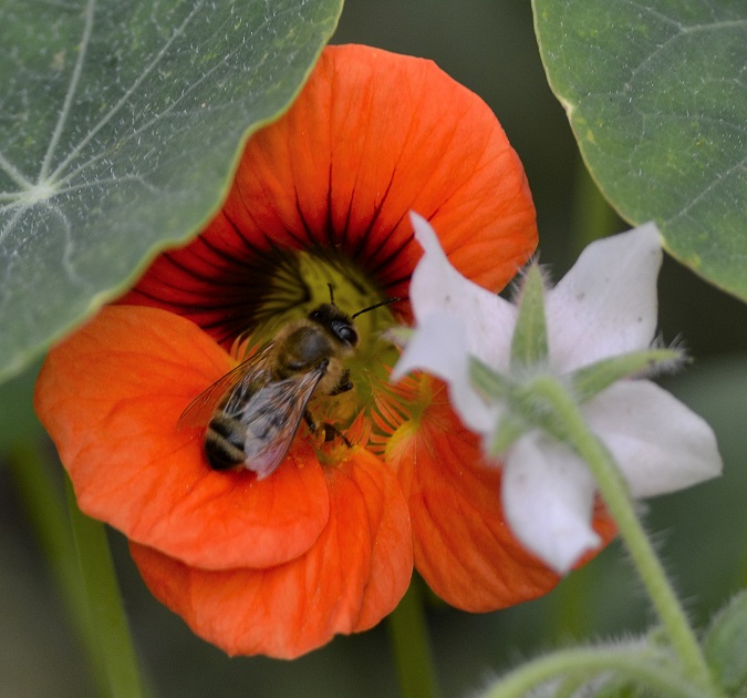 bee3.JPG