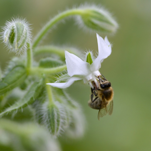 bee4.JPG