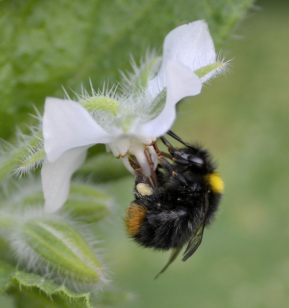 bee5.JPG