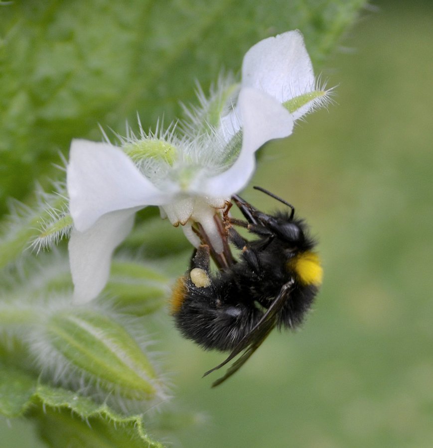 bee6.JPG