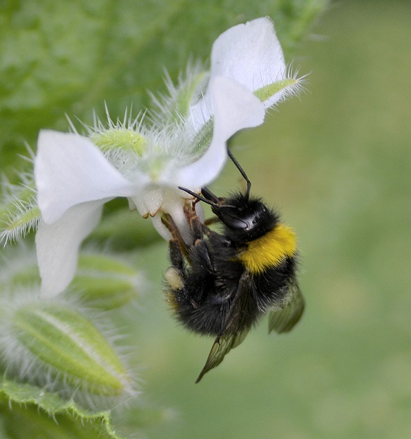 bee7.JPG