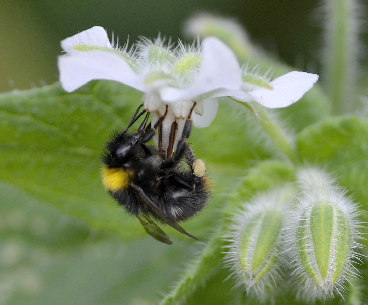 bee8.JPG