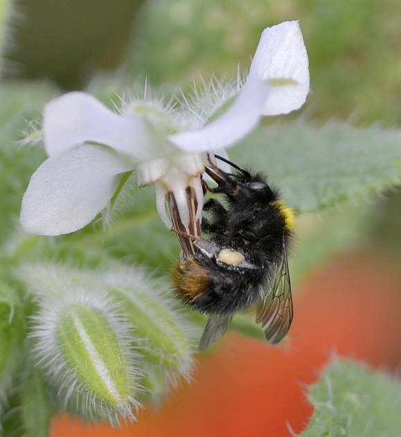 bee9.JPG