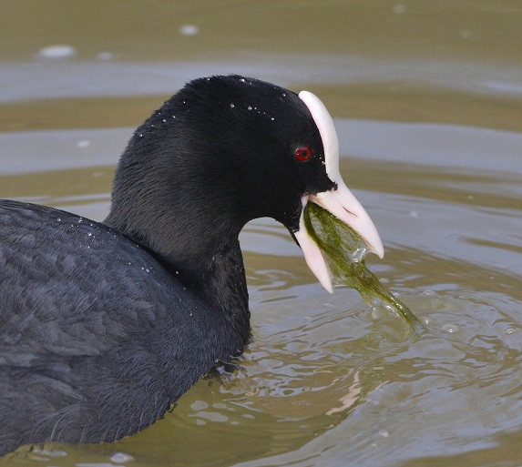 birds.JPG