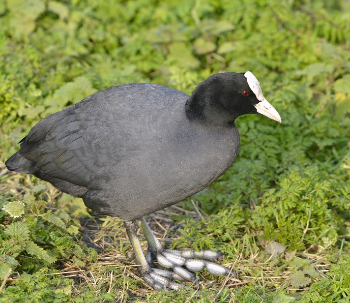 birds3.JPG