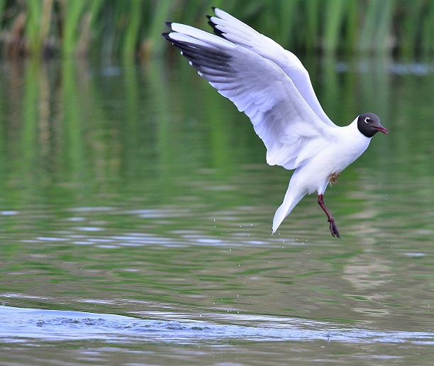birdsplash.jpg