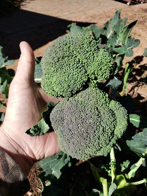Broccoli2.jpg