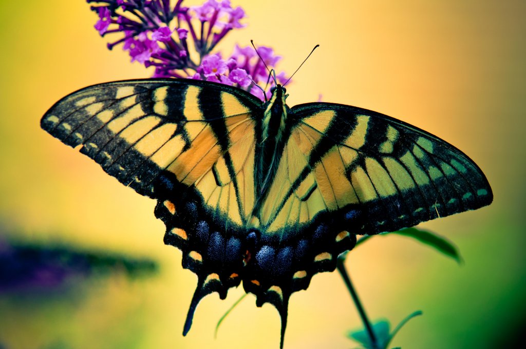 butterfly half.jpg
