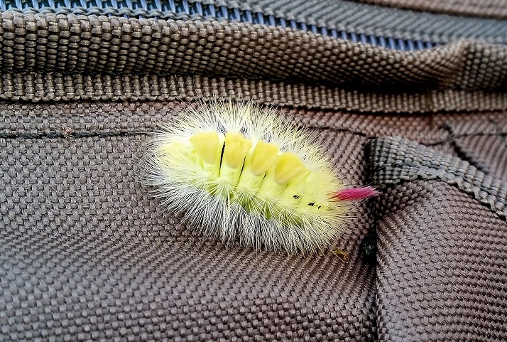 caterpillar.jpg