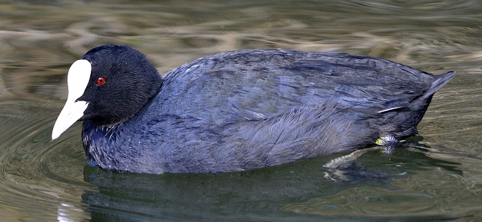 coot2.JPG