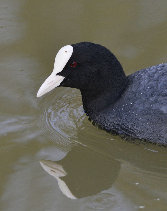 coot3.JPG