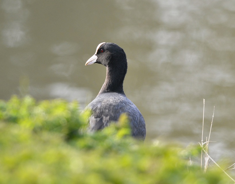 coot4.JPG