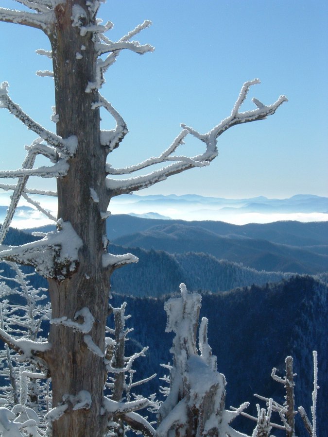 DeadTree.JPG