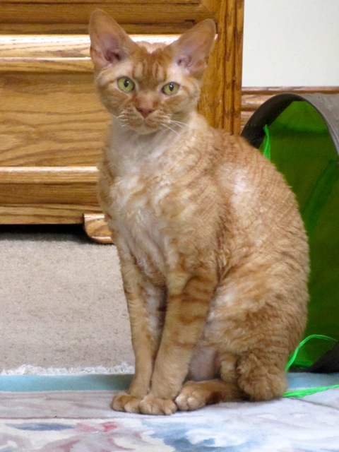 Dobby 8:2013.jpg