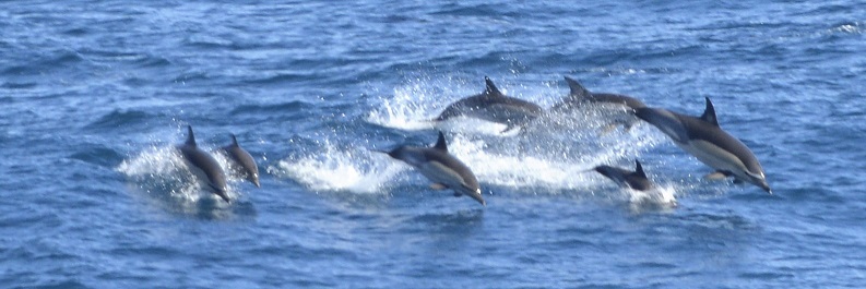 dolphins2.JPG