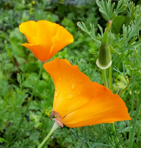 droplets.jpg