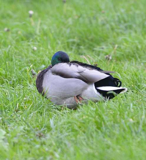 duck!2.JPG