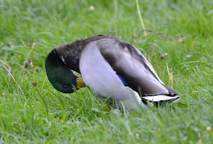 duck!.JPG