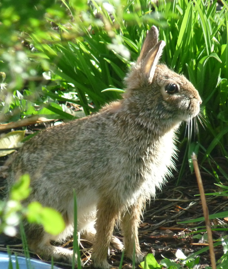 EasterBunny.jpg