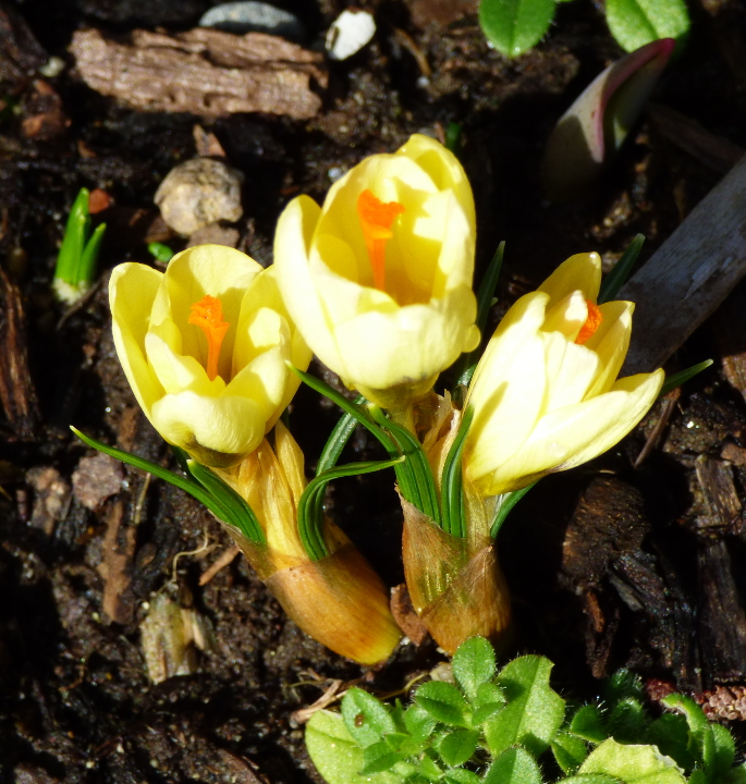 FirstCrocus.jpg