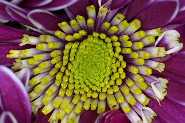flower.JPG