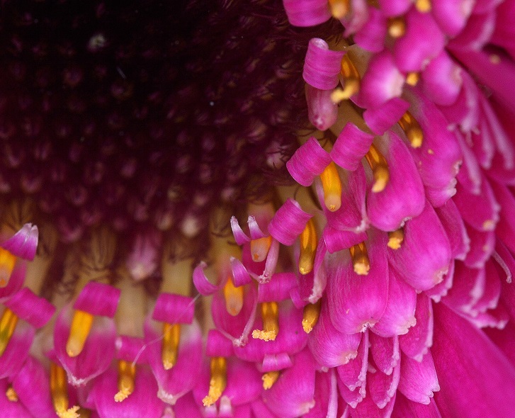 flower10.JPG