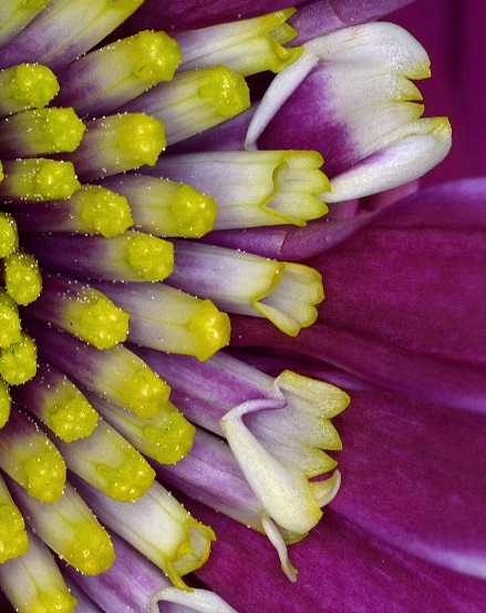 flower2.JPG