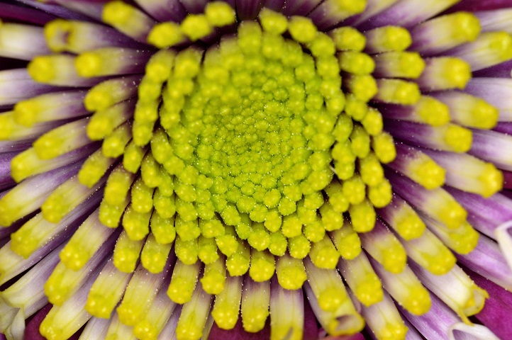 flower3.JPG