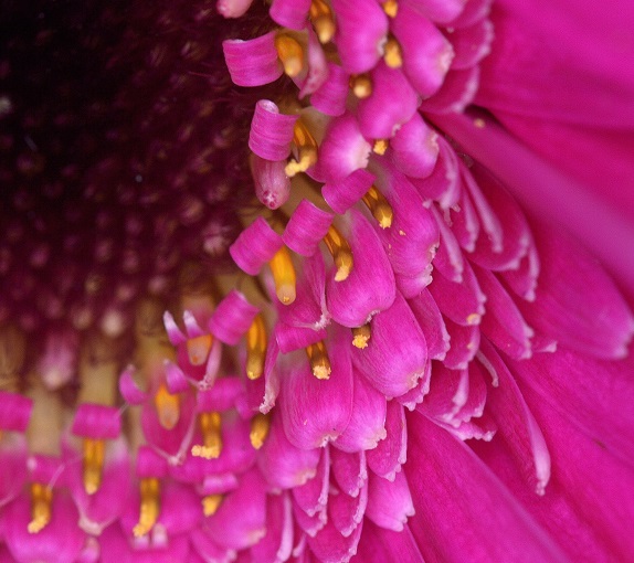 flower4.JPG