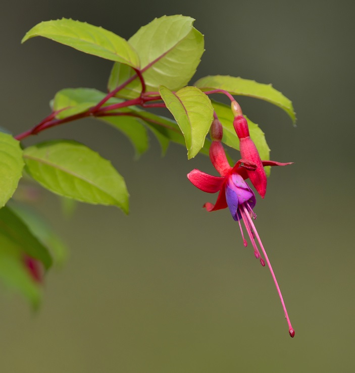 flower5.JPG