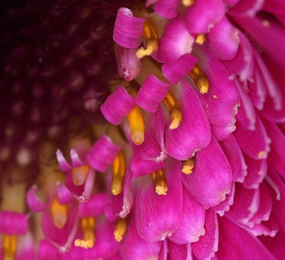 flower5.JPG