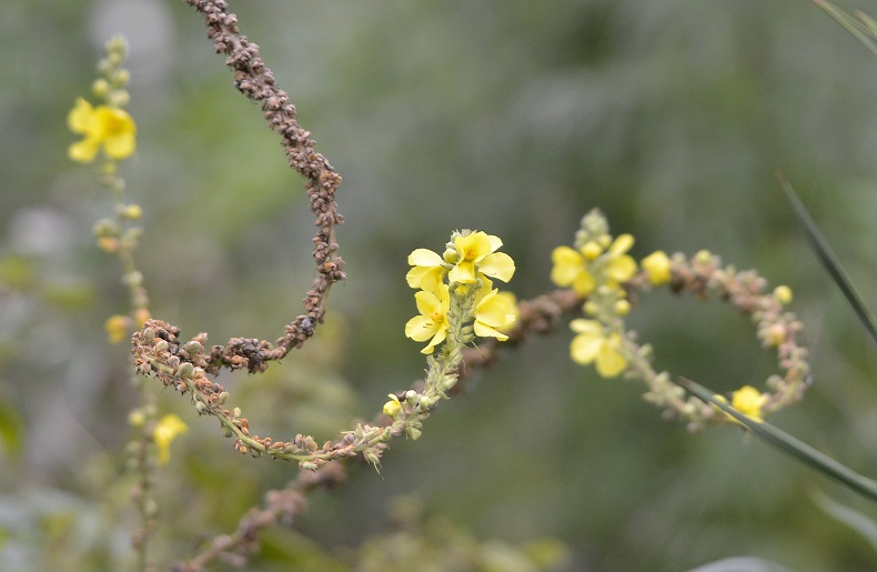 flower6.JPG