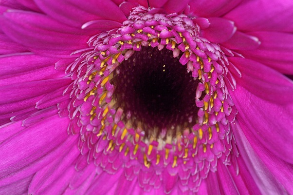 flower6.JPG