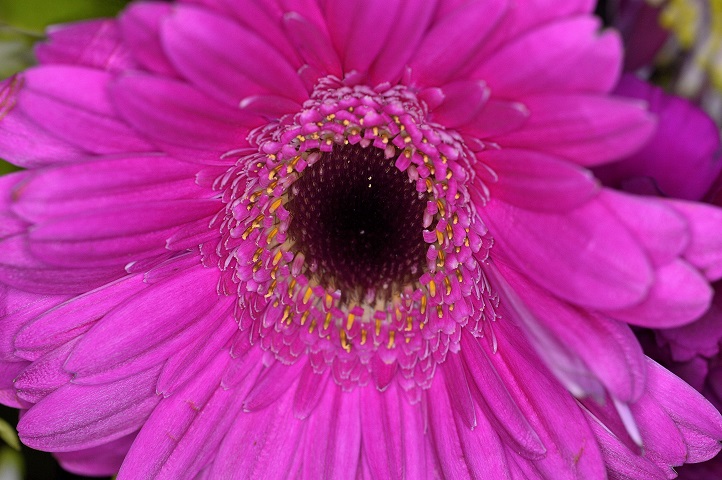 flower7.JPG