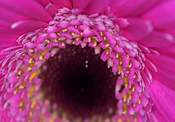 flower8.JPG