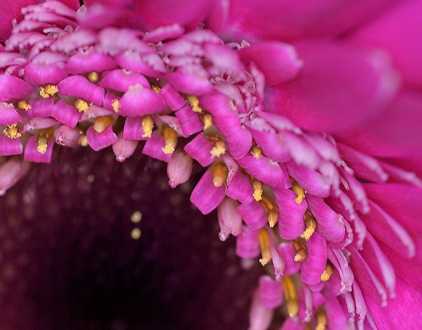 flower9.JPG