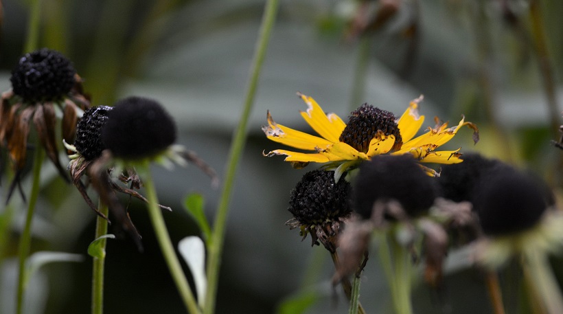 flowers10.JPG