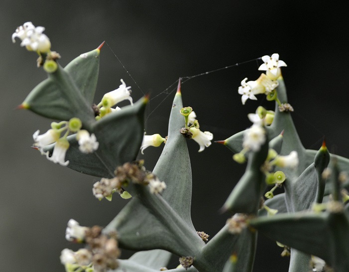flowers11.JPG