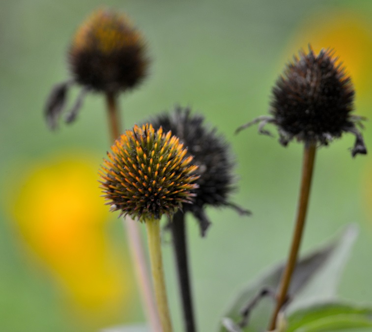 flowers12.JPG
