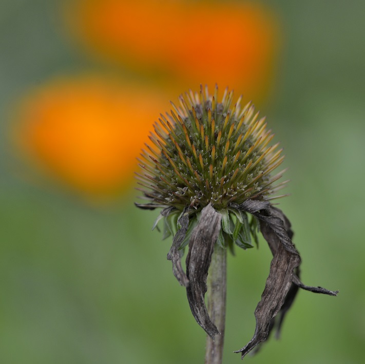 flowers15.JPG
