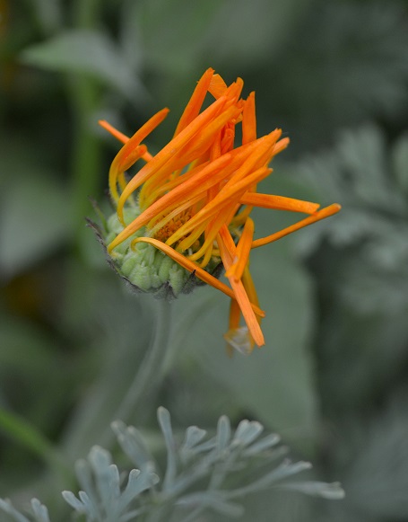 flowers16.JPG